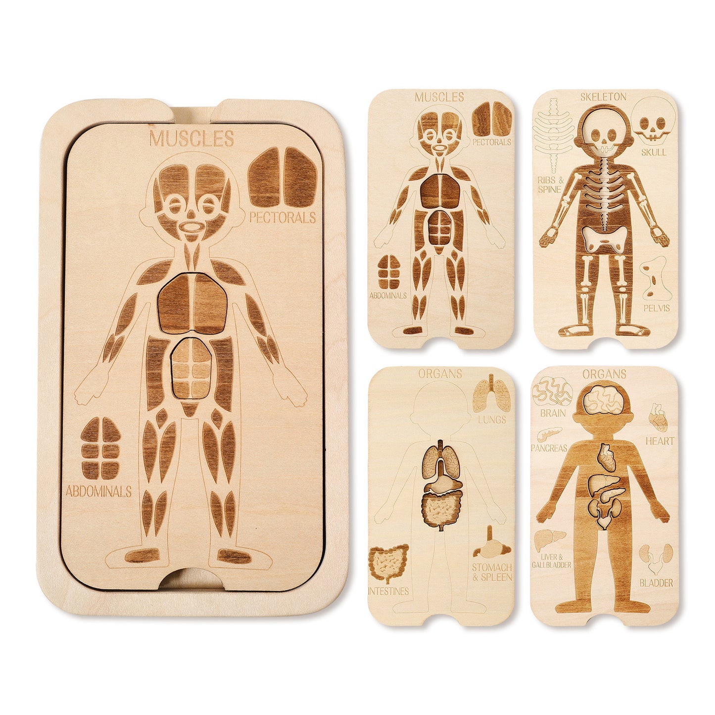 WOODEN PUZZLE (BODY STRUCTURE)