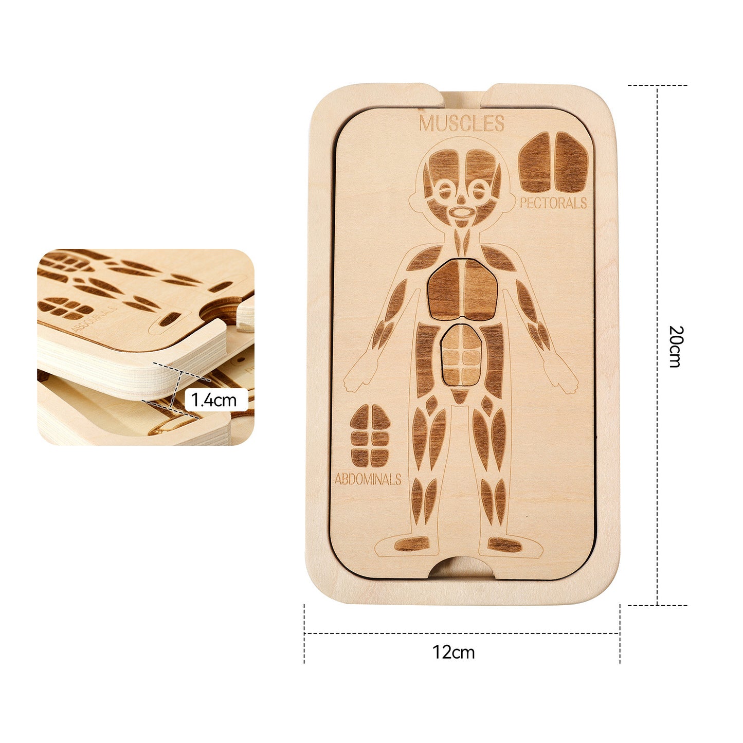 WOODEN PUZZLE (BODY STRUCTURE)