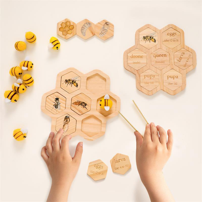 LIFE CYCLE TOY