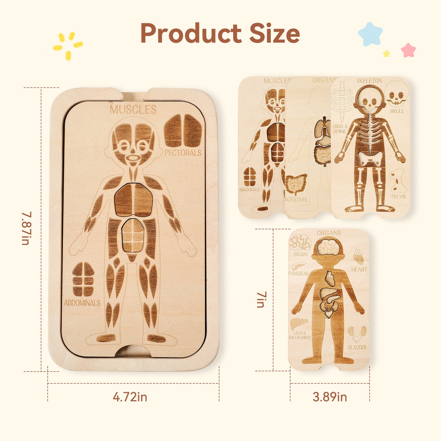 WOODEN PUZZLE (BODY STRUCTURE)