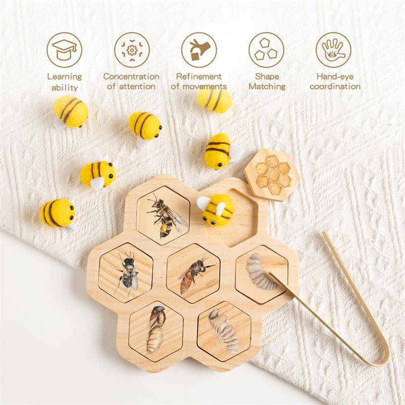 LIFE CYCLE TOY