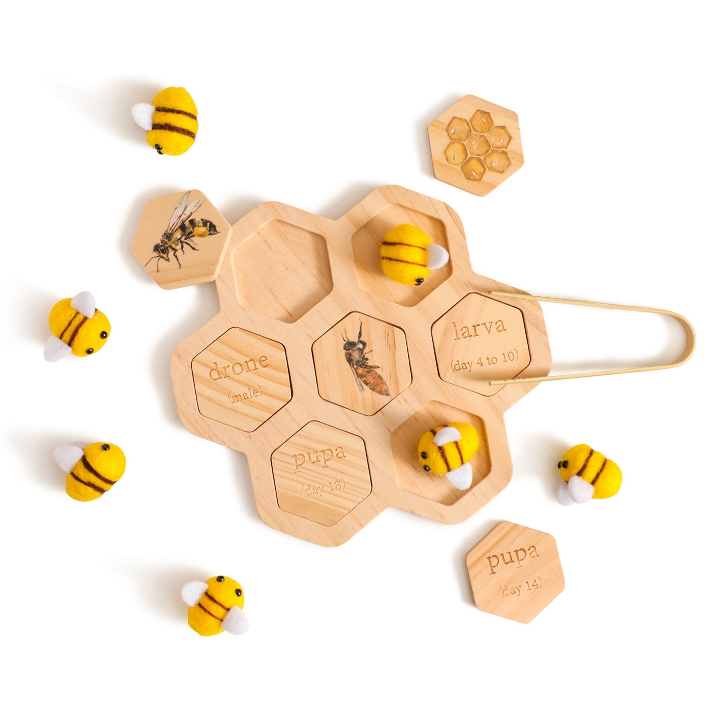 LIFE CYCLE TOY